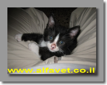 פיגארו מרגיש בבית פיגארו מרגיש בבית